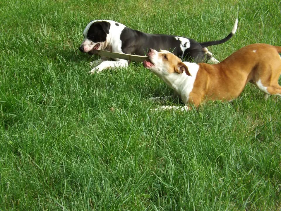Fathead and Ginger