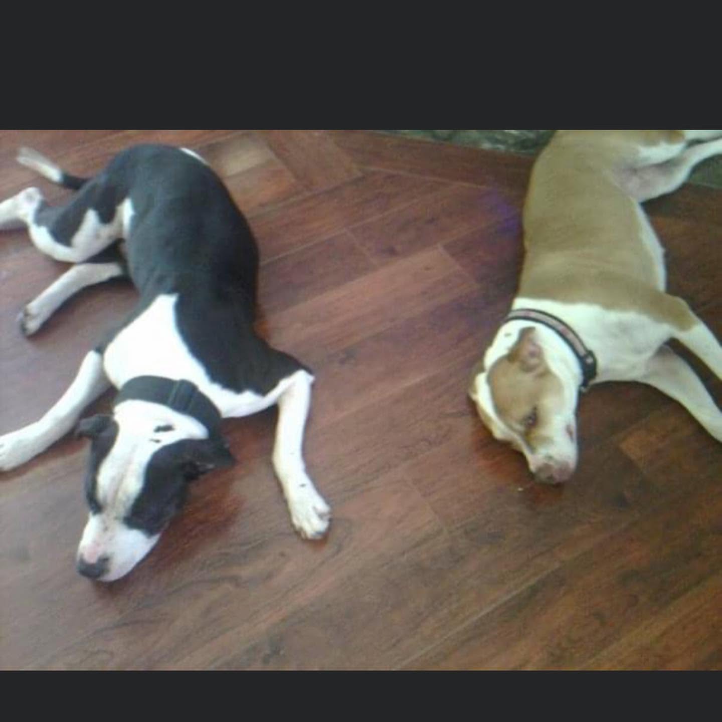 Ginger and Fathead together