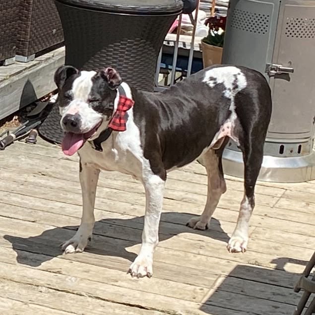 Fathead rocking a bow tie