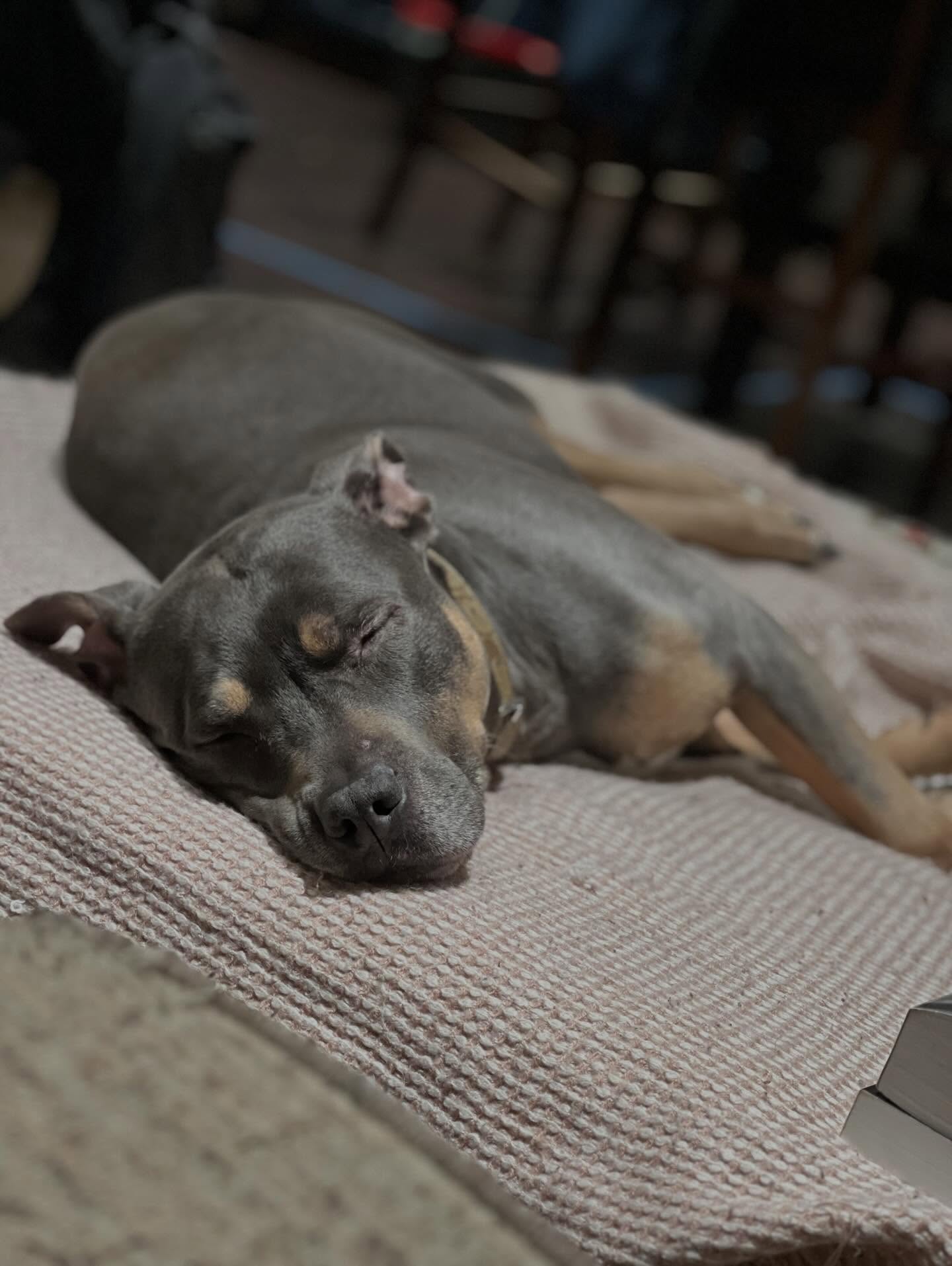 Miss Ryder napping on the couch